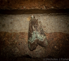 Heteromicta tripartitella