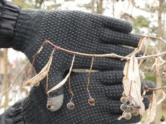 Tilia americana americana