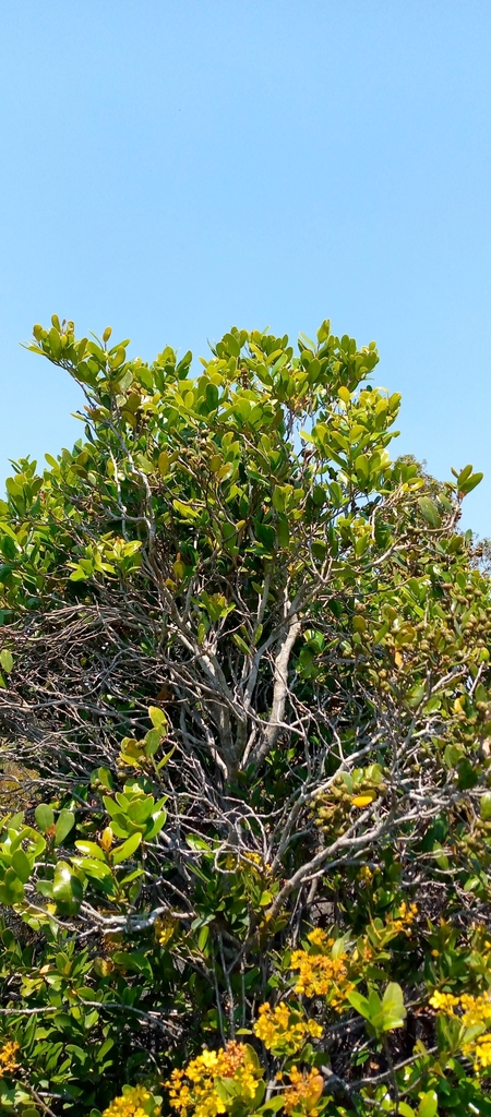 Schizolaena elongata