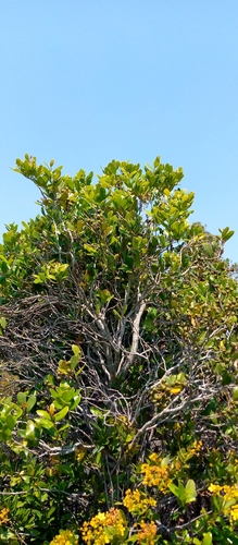 Schizolaena elongata image