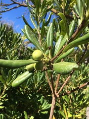 Pittosporum tobira