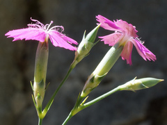 Dianthus gracilis