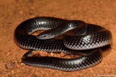 Lycophidion capense capense
