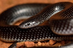 Lycophidion capense capense