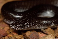 Lycophidion capense capense