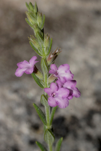 Micromeria