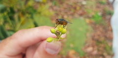 Calliphora albifrontalis