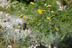 Achillea clypeolata