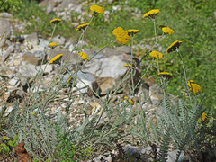 Achillea clypeolata