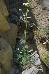 Seseli rigidum