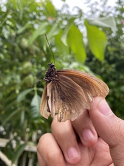 Euploea algea abjecta