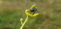 Calliphora dubia