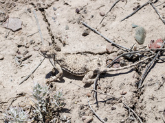 Phrynocephalus helioscopus