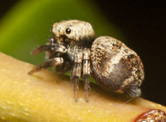 Euryattus bleekeri