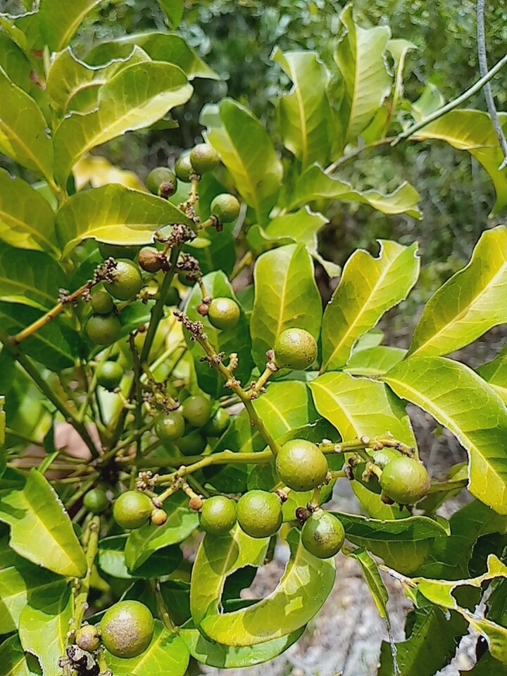 Deinbollia pervillei