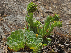 Sempervivum heuffelii