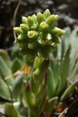 Sempervivum heuffelii