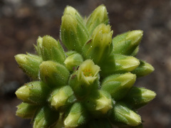 Sempervivum heuffelii