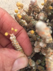 Pharnaceum microphyllum
