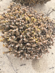 Pharnaceum microphyllum