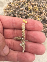 Pharnaceum microphyllum