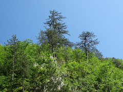 Pinus nigra pallasiana