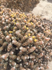 Pharnaceum microphyllum
