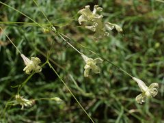 Silene flavescens