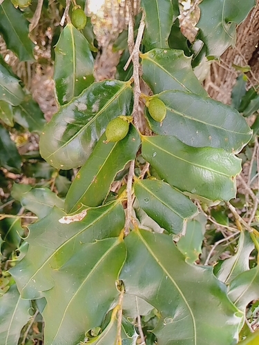 Drypetes madagascariensis image