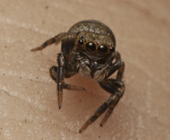 Euryattus bleekeri