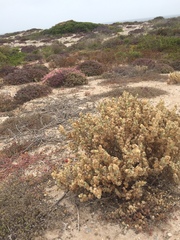 Atriplex lindleyi