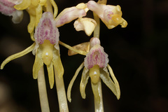 Epipogium aphyllum