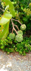 Rhopalocarpus coriaceus image