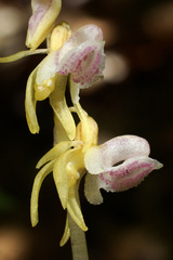 Epipogium aphyllum