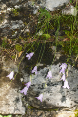 Campanula jordanovii