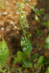 Epipactis helleborine orbicularis