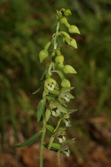 Epipactis helleborine orbicularis