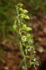Epipactis helleborine orbicularis