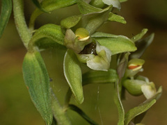 Epipactis helleborine orbicularis