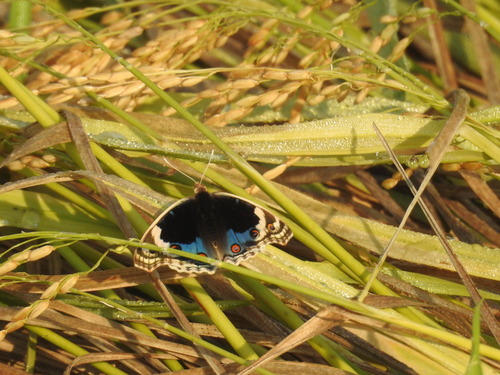 Blue Pansy
