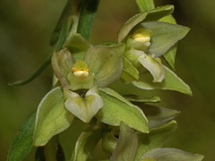Epipactis helleborine orbicularis