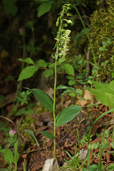 Epipactis helleborine orbicularis
