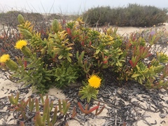 Pteronia onobromoides