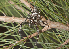 Sandalodes bipenicillatus