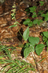 Epipactis exilis