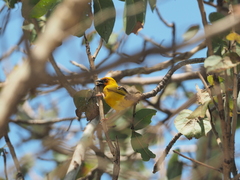 Ploceus subaureus