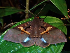 Ischyja manlioides