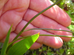 Tritonia deusta deusta