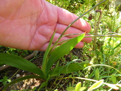 Tritonia deusta deusta