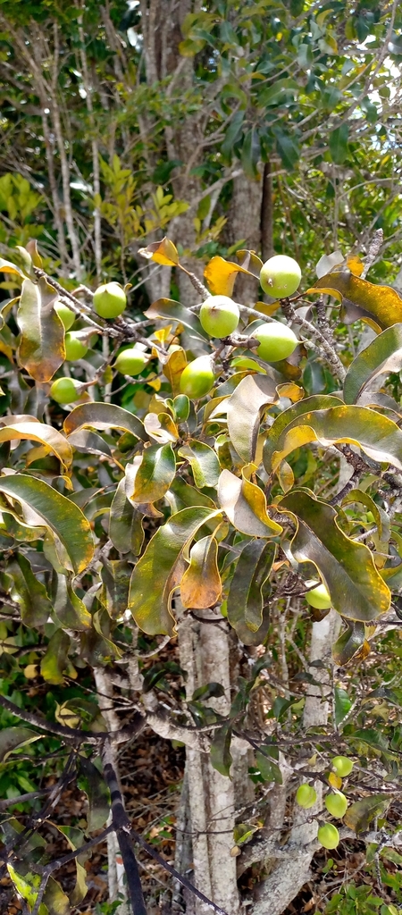 Capurodendron delphinense